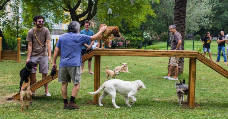 Jornal do Fundão - Castelo Branco cria parque canino para lazer