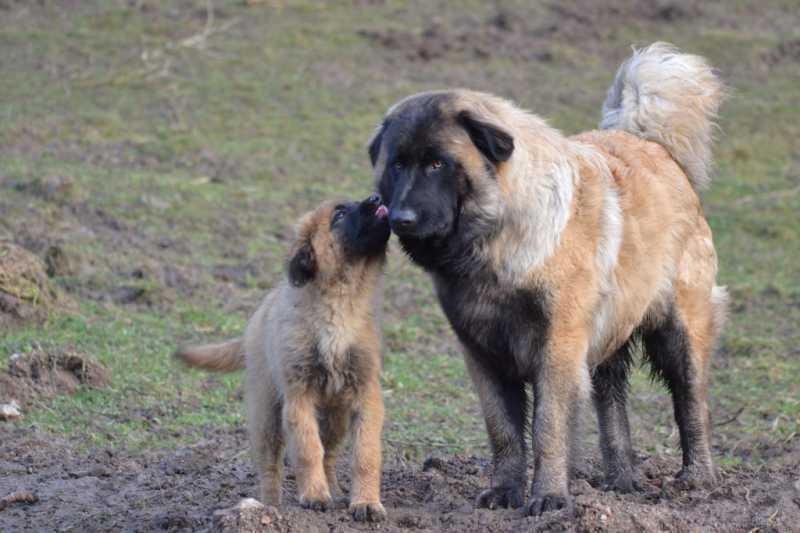 Jornal do Fundão - Cão Serra da Estrela encontra-se “um pouco por todo o território nacional”