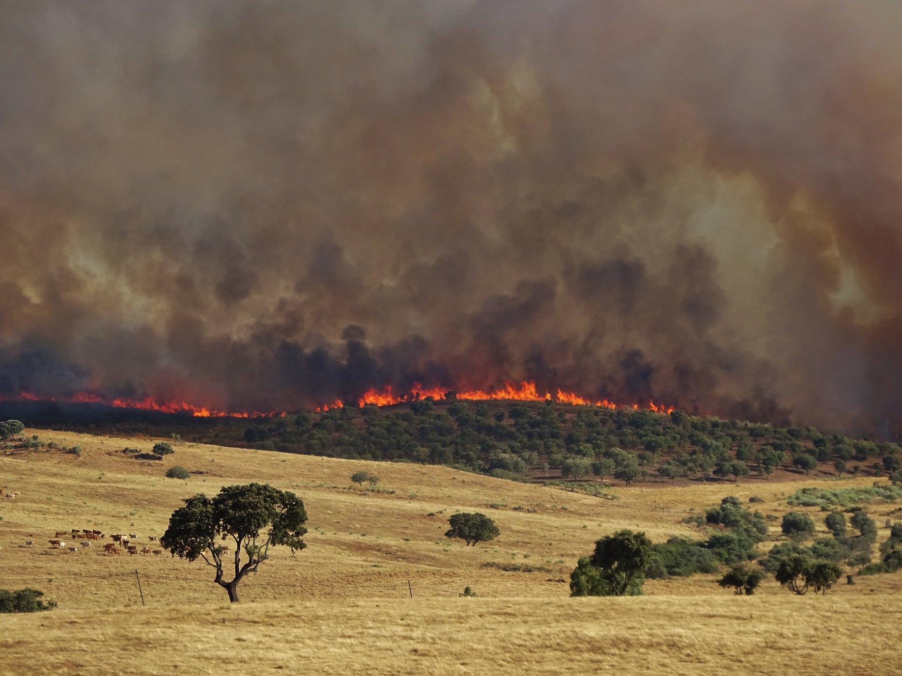 Jornal do Fundão - Incêndio de Idanha-a-Nova já chegou a território espanhol