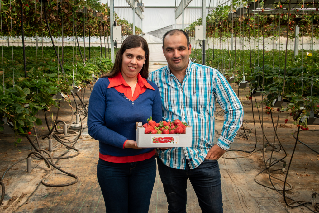 Jornal do Fundão - Morangos em flor na Soalheira